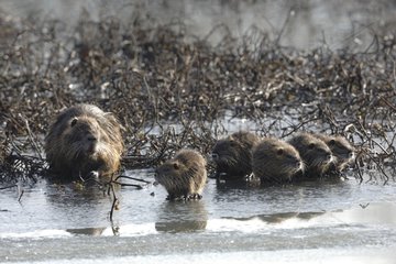 Nutria and young on the banks of the Allier in winter France