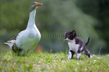 Kitten and Goose in the grass Lautenbach Alsace France