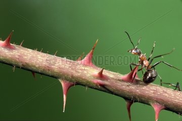 Southern wood ant moving on stem with spines France