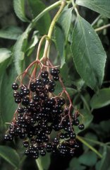 Schwarze Älterberry in Frankreich Frankreich