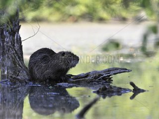 Coypu sitting on the root of a tree beside a lake France
