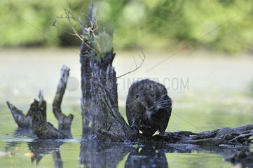 Coypu on the root of a tree beside a lake France