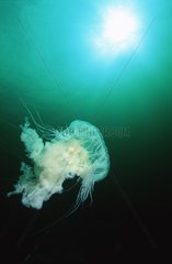 Egg Yolk Jellyfish British Columbia Canada