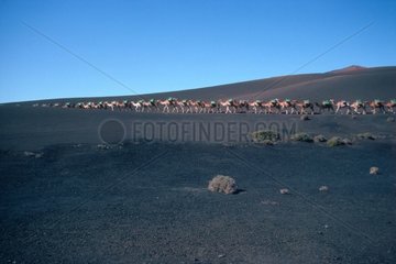 Herd of Camels in the National park of Timanfaya