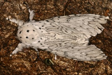 Puss Moth Sieuras Ariège France