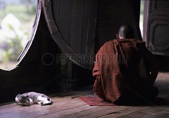 Cat sleeping near a monk Burma