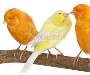 Canary yellow and orange on a branch