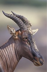 Portrait de Topi Masaï Mara Kenya