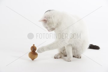 Domestic Cat playing with a top in a house