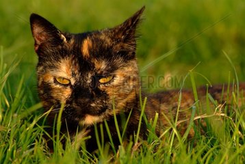 Portrait of a cat laid down in the grass France