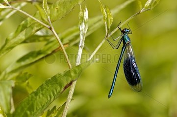Banded demoiselle male posed on a young shoot Bas Rhin
