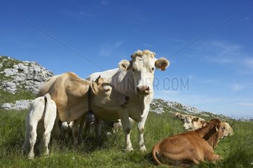 Cows in a meadow of Drôme France