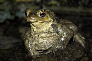 European toad near a pond Correze France