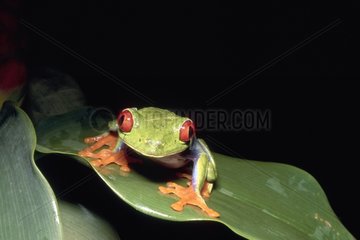 Red-eyes tree frog posed on a leaf Costa Rica