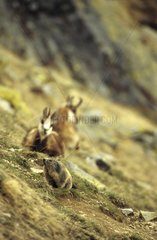 Alpine Marmot und Chamoix PN Mercantour