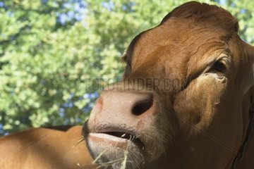 Head of a 'Limousin' Ox Brive Limousin France