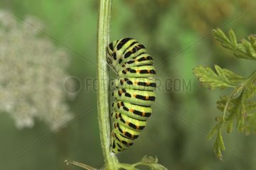 Caterpillar of Old world swallowtail on stem before molting