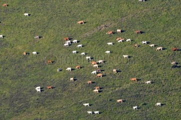 Herd of Cows grazing on a pasture Pyrénées France