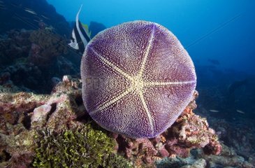 Pin-cushion Star on the reef Tuamotu French Polynesia