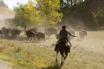 Cowboy drückt Herde im Bison Roundup Custer State Park