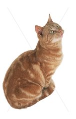 Rote Katze sitzt im Studio nach oben und schaut nach oben an