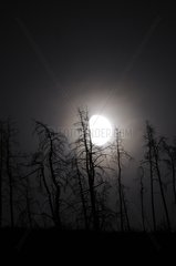 Gibbous Mond  der auf Bäumen auf dem Causse -Mejean Frankreich aufsteigt