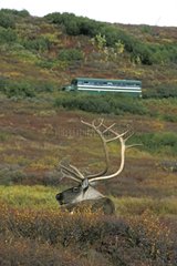 Caribou couché et bus de liaison du parc Alaska USA