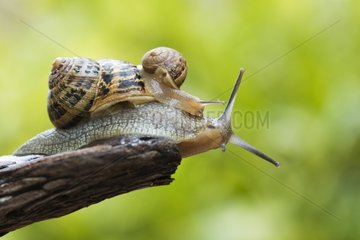 Brown gardensnail carrying a young on its shell France