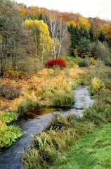 Tal der Schwarzbach im Herbst Bas-rhin Frankreich