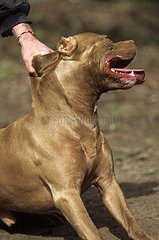 Pitt Bull Terrier Maintenu Par Sohn MaÃ£Â®tre Frankreich