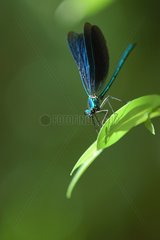 Blue dragonfly whose shade is stretched on a sheet France