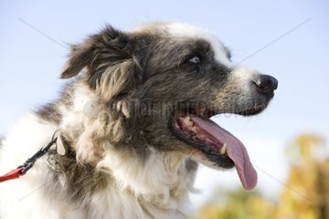 Alter Bastardhund mit Vairon Eyes Frankreich