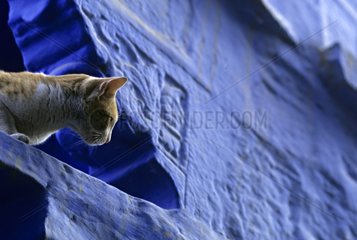 Cat lying down on a blue small wall Jodhpur India