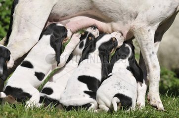 Welpen Hunde Ariégeois saugen Mutter