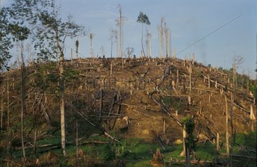 Déforestation Sumatra Indonésie