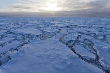 Dislocated ice off the Antarctic Adelie Land