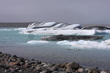 Common Eider males on the lake ice Jokulsarlon Island