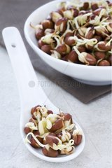 Seeds of azuki bean sprouts in a bowl and spoon cuil