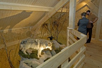 Wolf im Museum of Fauna in Xonrupt France eingebürgert