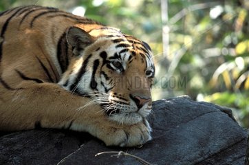 Bengalen Tiger Porträt ruhen Indien