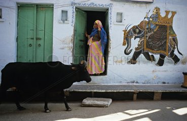 Heilige Kuh in einer StraÃŸe Rajasthan Indien