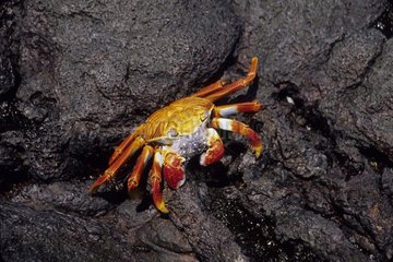 Sally Lightfoot Crab making bubbles Galapagos Is Ecuador