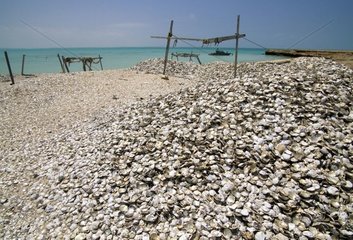 Oyster shells left after the search for pearls