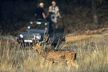 Axis deer Madhya Pradesh Bandhavgarh NP India