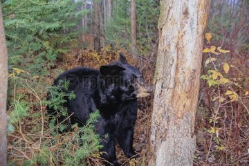 Black bear nourishing insects under the bark of a tree [AT]
