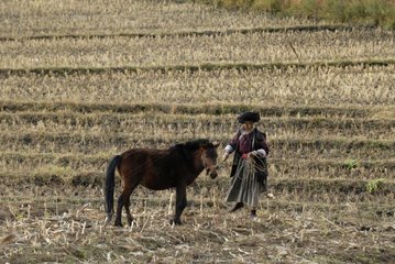 Moso Frau und ihr Pferd auf einem Feld Yunnan China