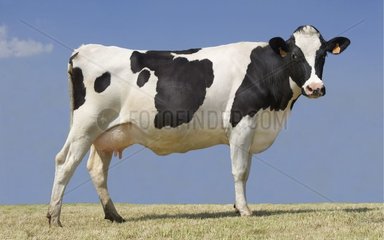 Portrait en pied de Prim'Holstein au pré