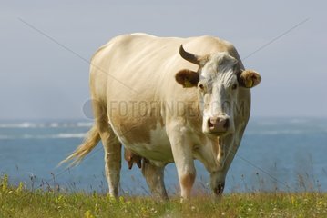 Unicorne cow at the seaside Ballyconnely Ireland