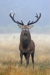 Male Red deer in a frozen meadow Great Britain