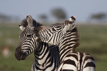 Grant's zebras are nibbling Masai Mara Kenya